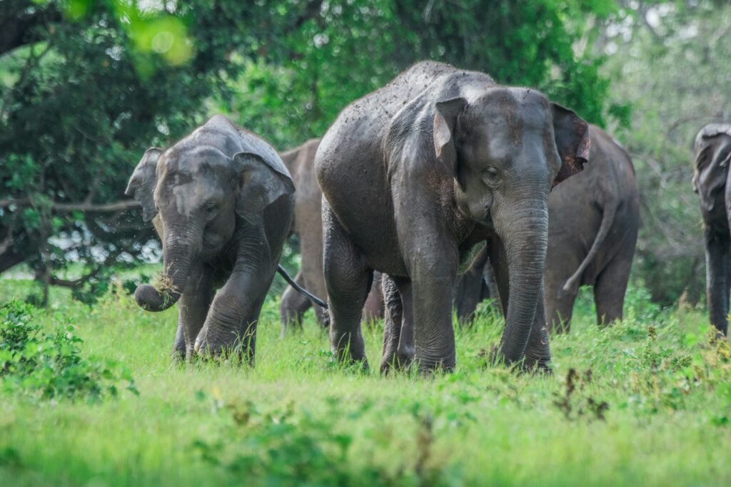 Sri-Lanka-Elephants