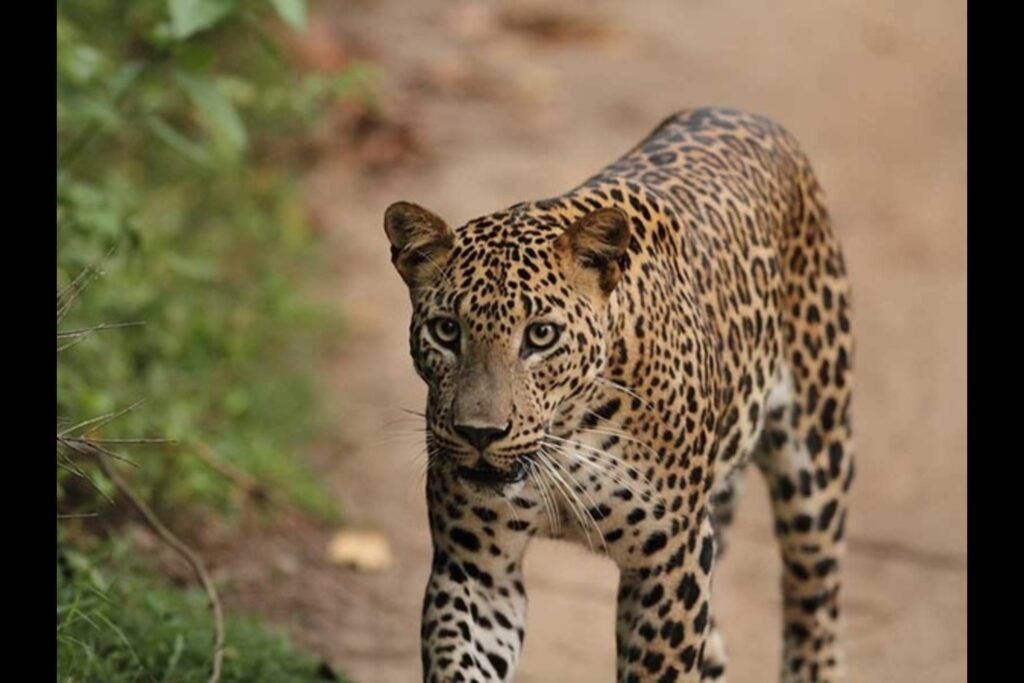 Sri Lanka Wildlife 002 (1) (1)