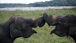 secretlanka - elephants