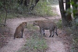 secretlanka - leopard