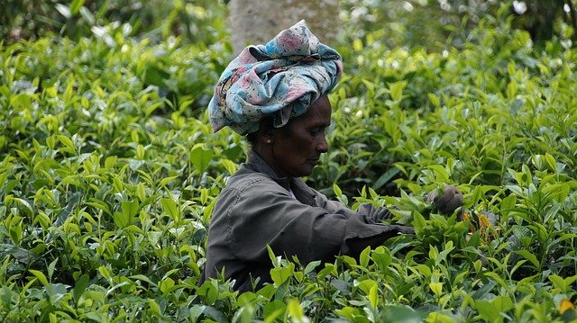 secretlanka -tea