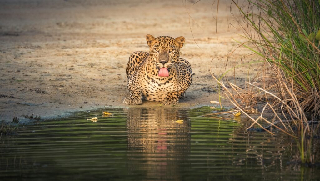 Sri Lanka Leopard